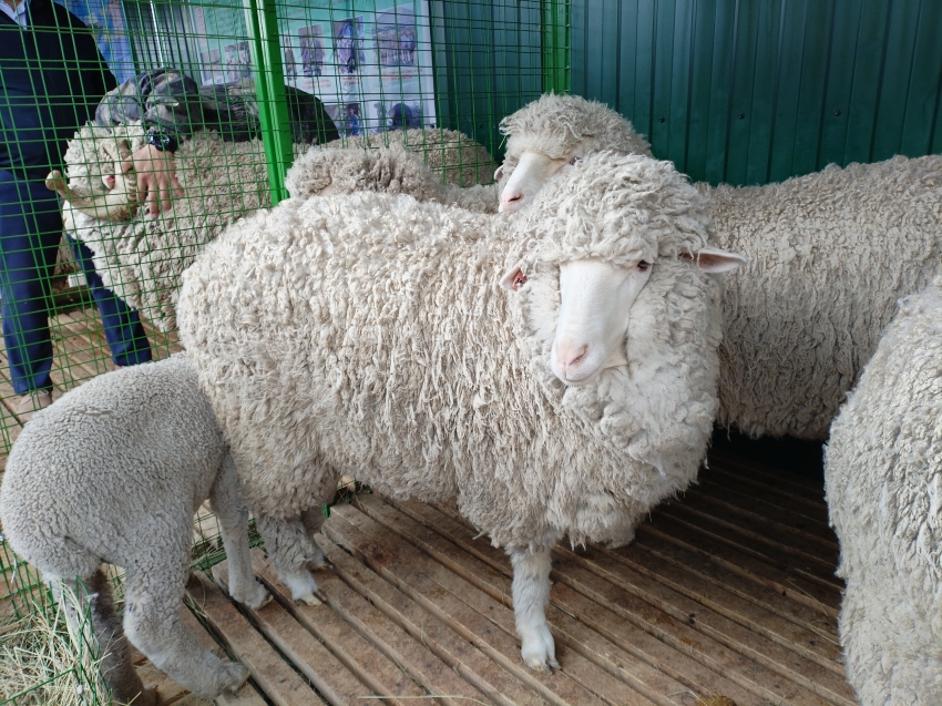 ​Ученые из регионов России обсудят перспективы овцеводства на животноводческой выставке в Чите